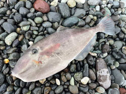 ウスバハギの釣果