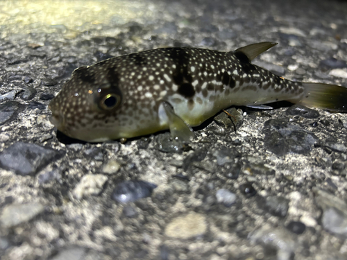 クサフグの釣果