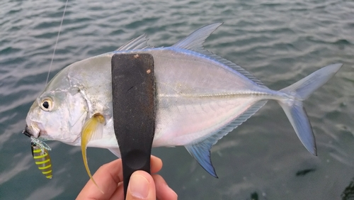 カスミアジの釣果