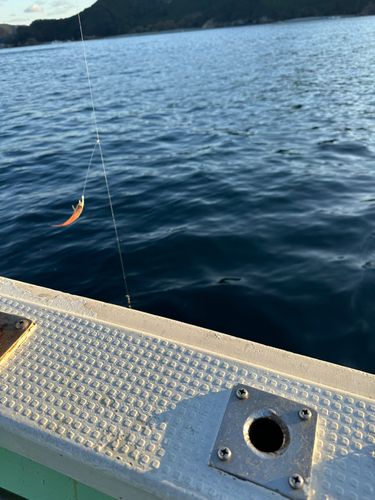 アカオビハナダイの釣果