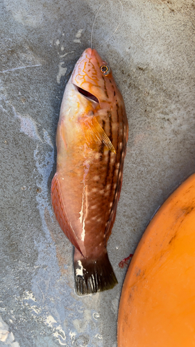 ホシササノハベラの釣果