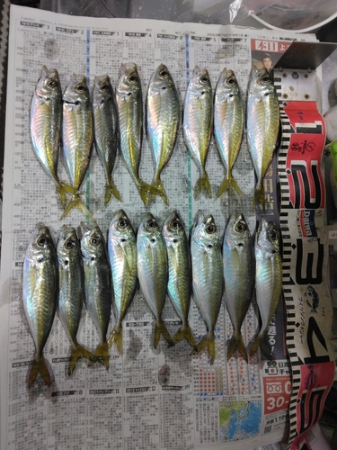 アジの釣果