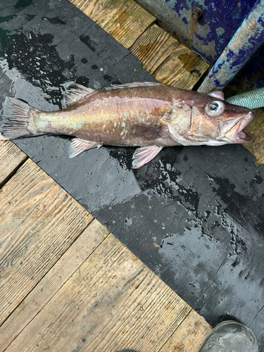 アラの釣果