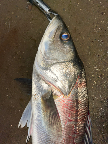 スズキの釣果