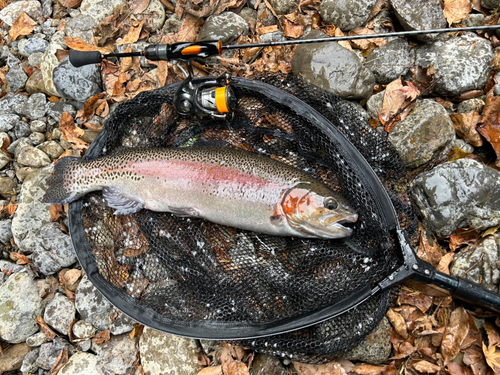 ニジマスの釣果