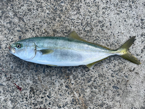 イナダの釣果