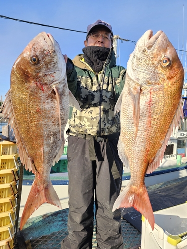 マダイの釣果