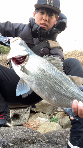 ヒラスズキの釣果