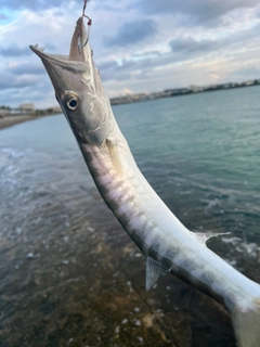 カマスの釣果