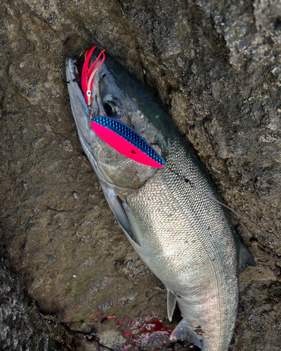 シロザケの釣果