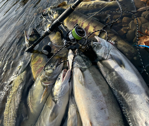 サケの釣果