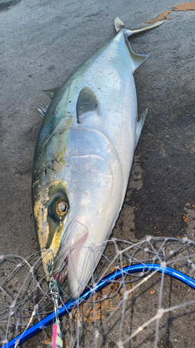 ブリの釣果