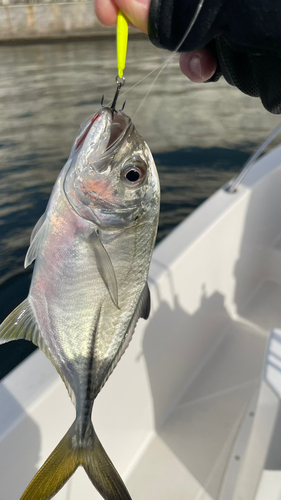 メッキの釣果