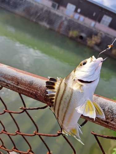 コトヒキの釣果