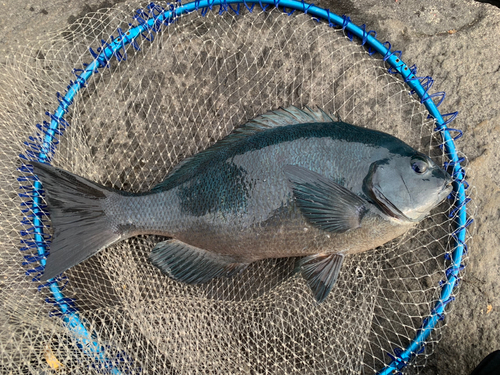 メジナの釣果