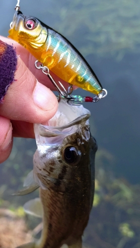 ブラックバスの釣果