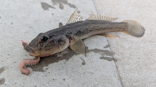 マハゼの釣果