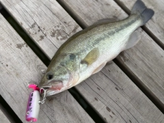 ブラックバスの釣果