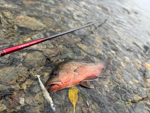 ゴマフエダイの釣果