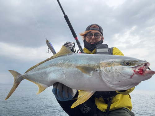 ヒラマサの釣果