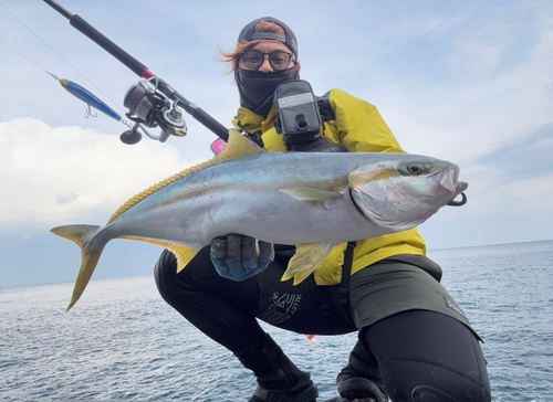 ヒラマサの釣果