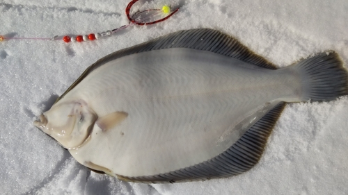 マコガレイの釣果