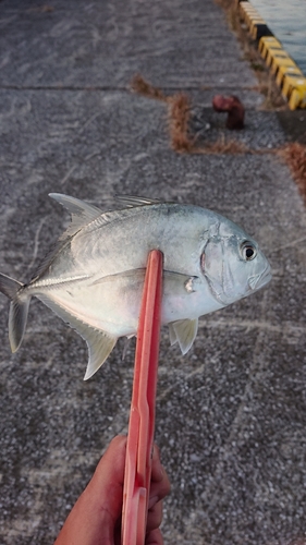 メッキの釣果