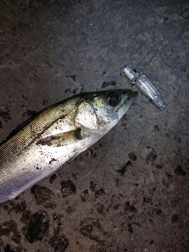 セイゴ（マルスズキ）の釣果