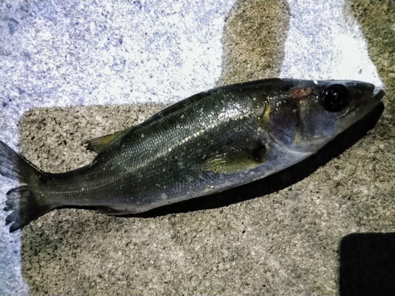 セイゴ（ヒラスズキ）