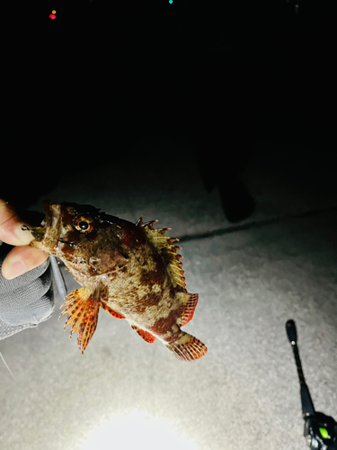 ヨロイメバルの釣果