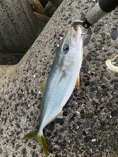 ヤズの釣果