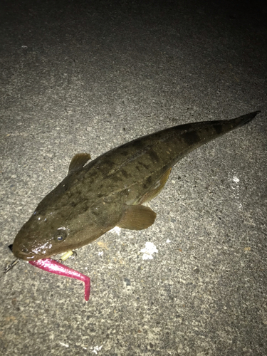 マゴチの釣果