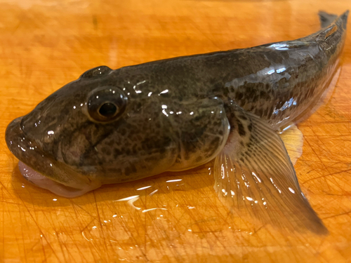 マハゼの釣果