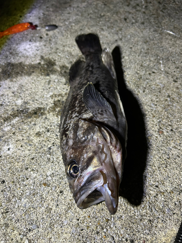 クロソイの釣果