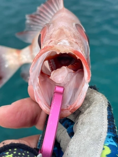 ホウセキキントキの釣果