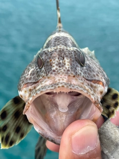 ホウセキハタモドキの釣果