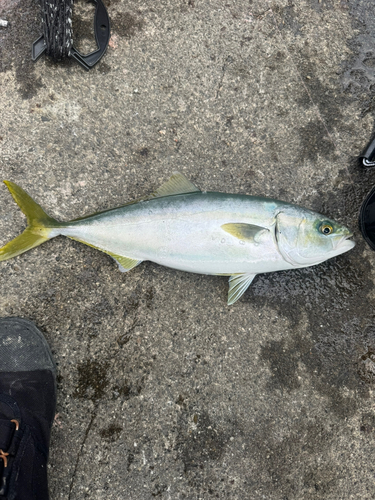 ハマチの釣果