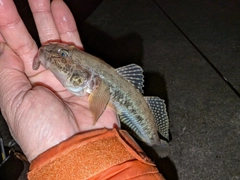 マハゼの釣果