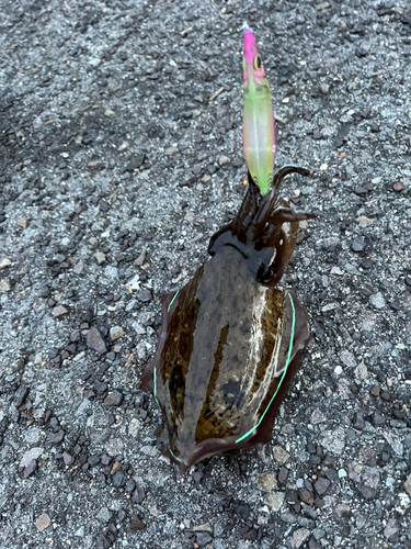 コウイカの釣果