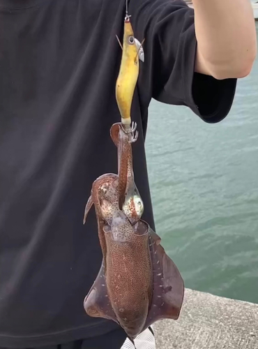 アオリイカの釣果