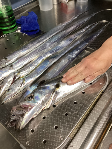 タチウオの釣果