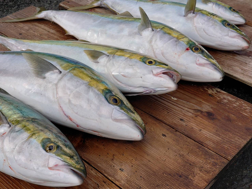 ブリの釣果