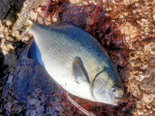 イスズミの釣果