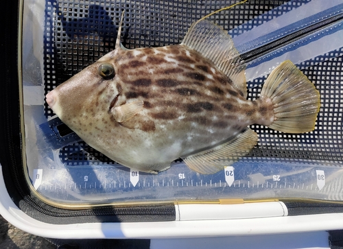 カワハギの釣果