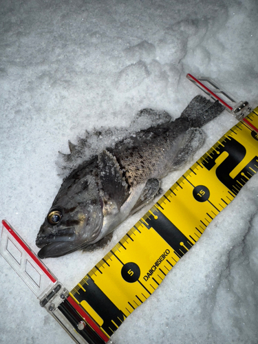 クロソイの釣果