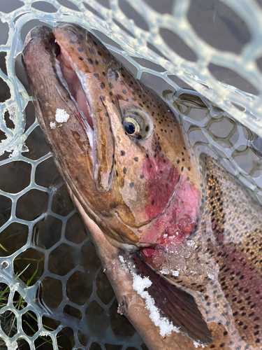 ニジマスの釣果