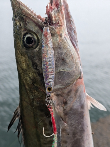 サゴシの釣果