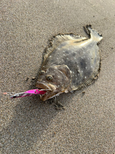 ソゲの釣果