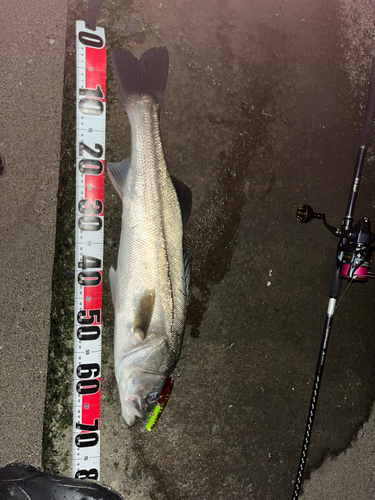 シーバスの釣果