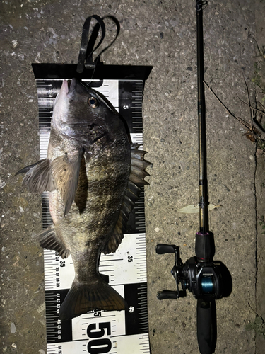 クロダイの釣果